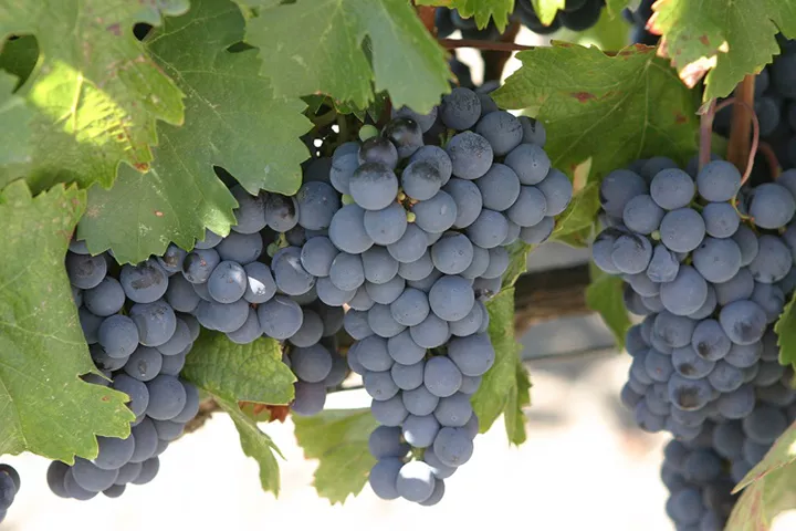 malbec_uvas